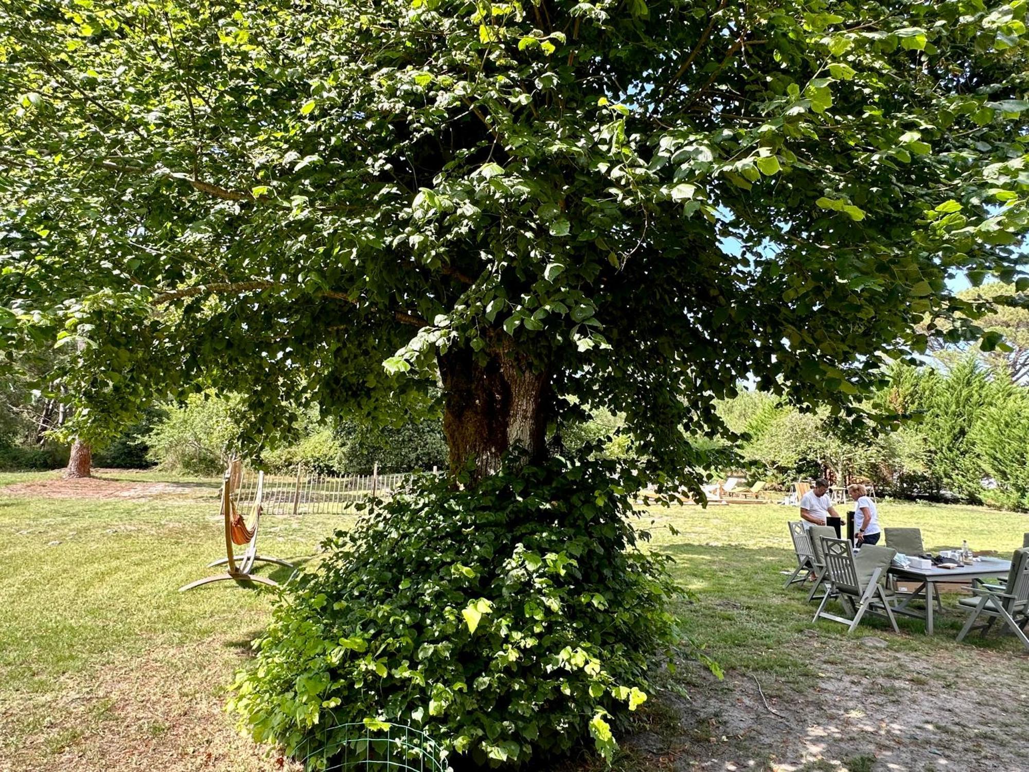 Maison Magnolia Onesse-et-Laharie Esterno foto